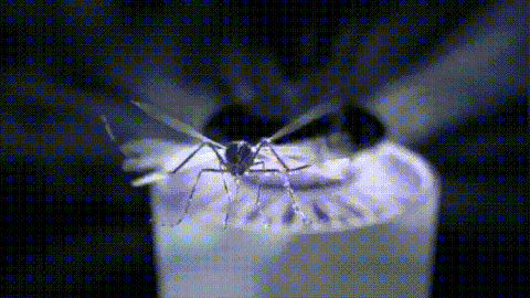 Photocatalytic Mosquito Trap